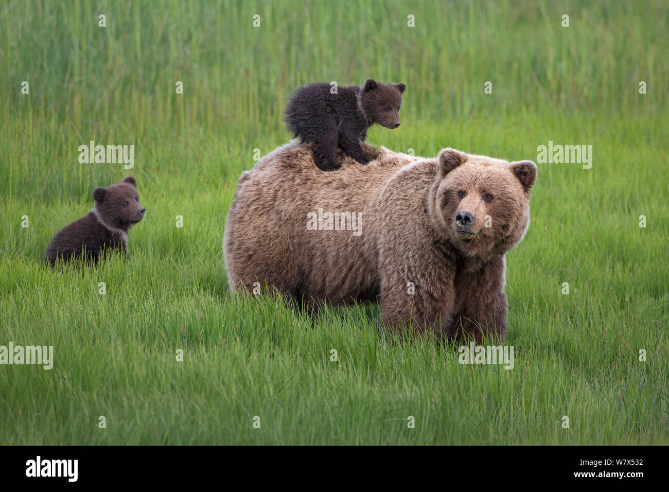 Grizzly Bear / Coastal Brown Bear (Ursus arctos horribilis) mother with two spring cubs, one riding on her back, Lake Clark National Park, Alaska, USA. June. Stock Photo