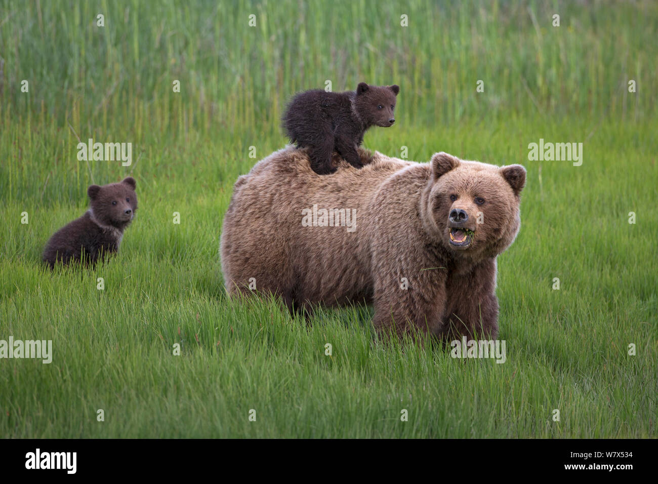 Grizzly Bear / Coastal Brown Bear (Ursus arctos horribilis) mother with ...