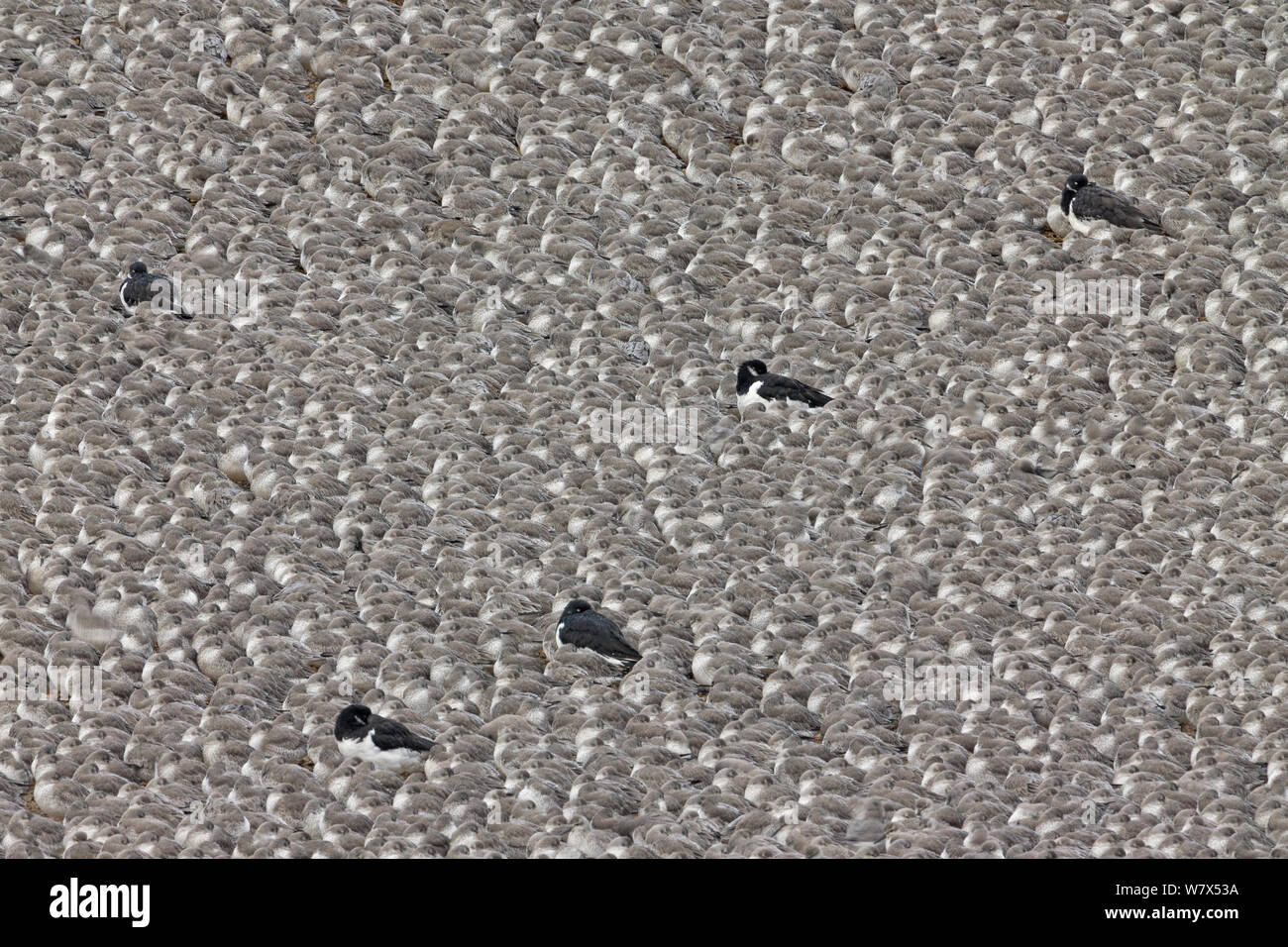 Oystercatcher (Haematopus ostralegus) among flock of roosting Red Knots (Calidris canutus), Snettisham, RSPB Reserve, Norfolk, England, UK. November. Stock Photo