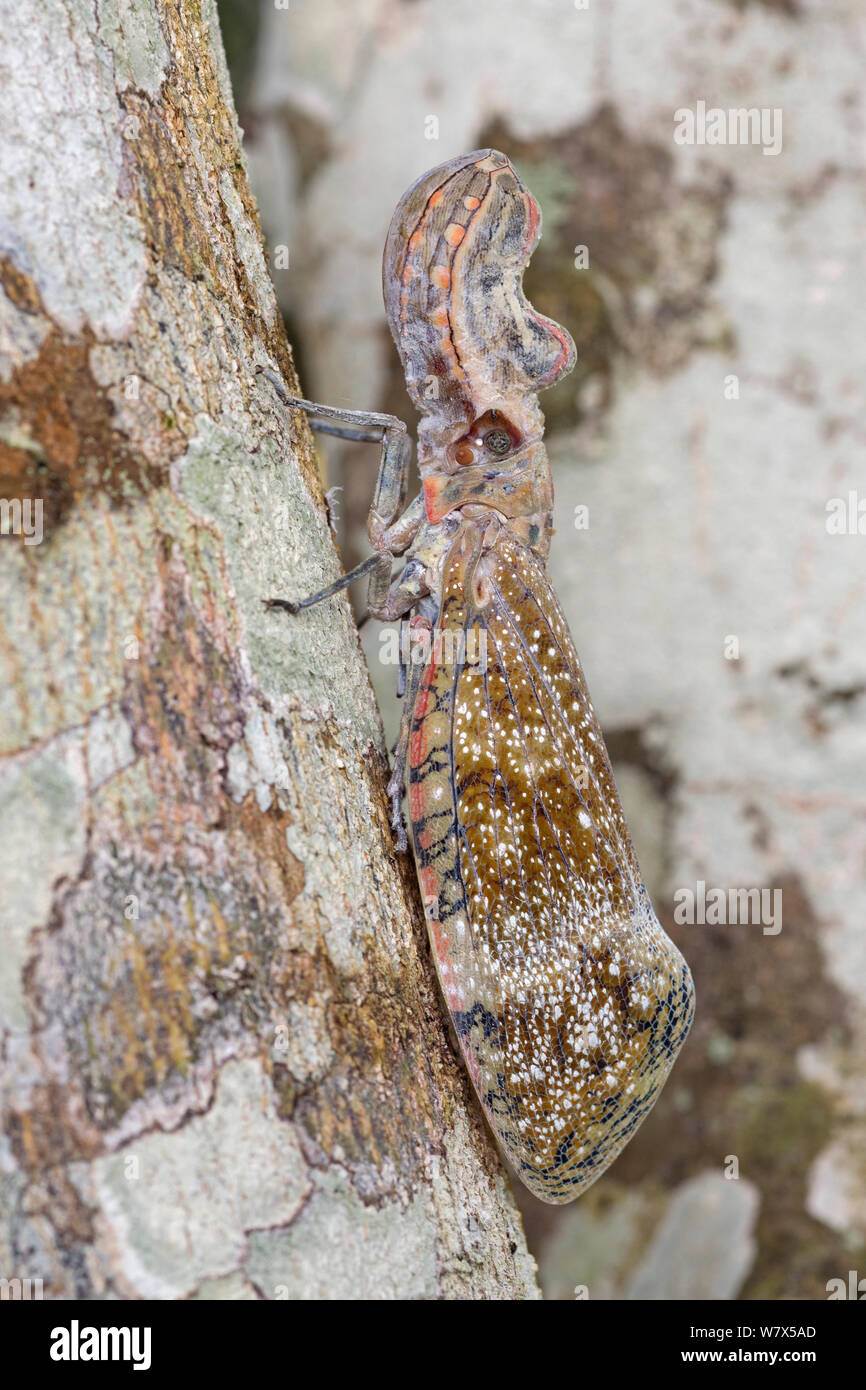 Lantern Bug (Fulgora sp), Atlantic Rainforest, Ilheus, Brazil, December. Stock Photo