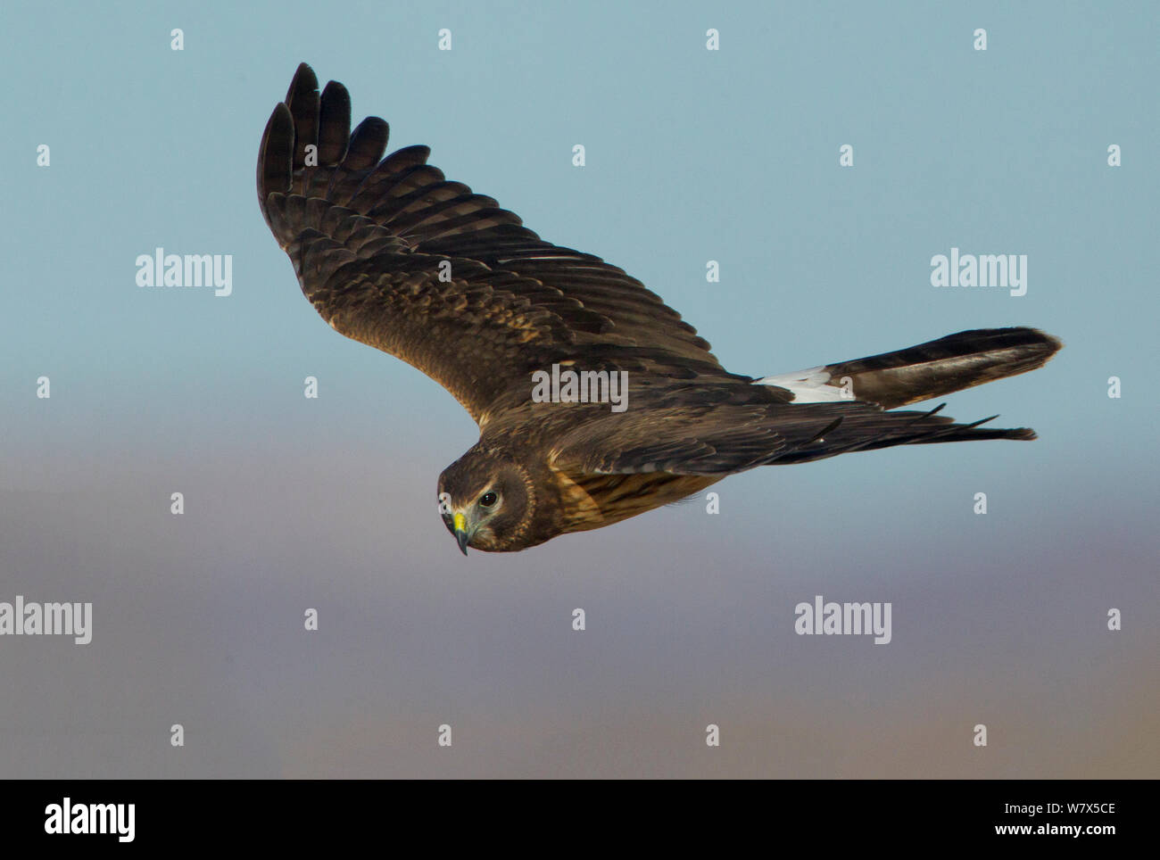 Northern Harrier (Circus cyaneus) hunting over Bosque del Apache reserve, New Mexico, USA. December. Stock Photo