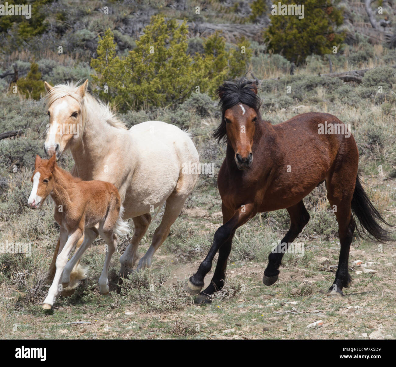 Galloping gallop hi-res stock photography and images - Alamy, image size:1300x1203