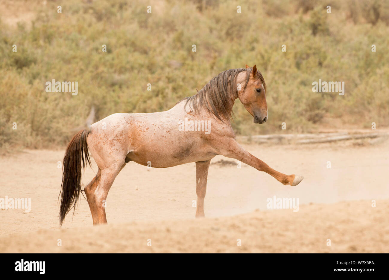 Horse is pawing ground hires stock photography and images Alamy