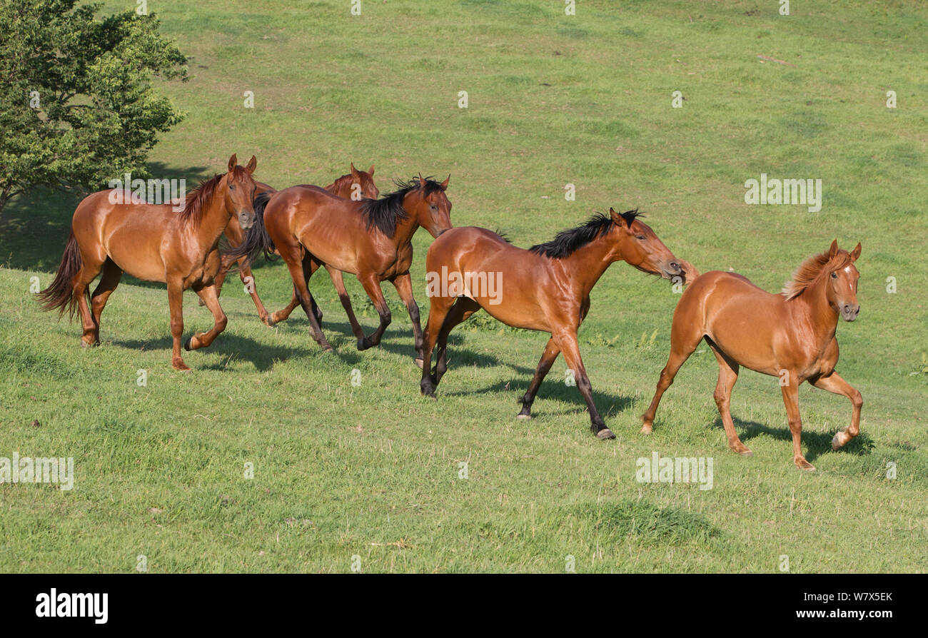 Chestnut and bay Azteca horses running, Double Diamond Ranch, Nebraska, USA. Stock Photo