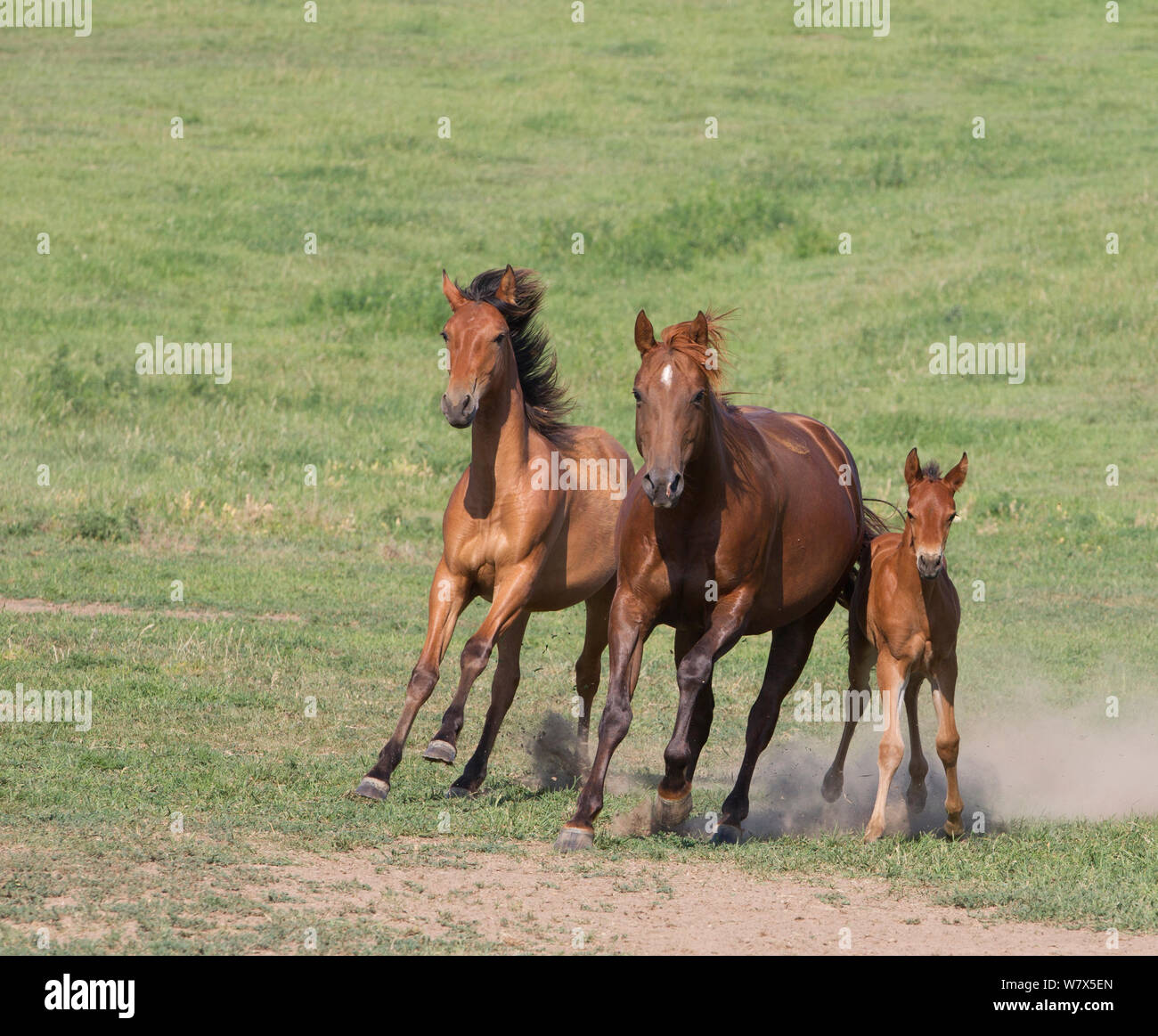 Azteca horses with foal running, Double Diamond Ranch, Nebraska, USA. Stock Photo