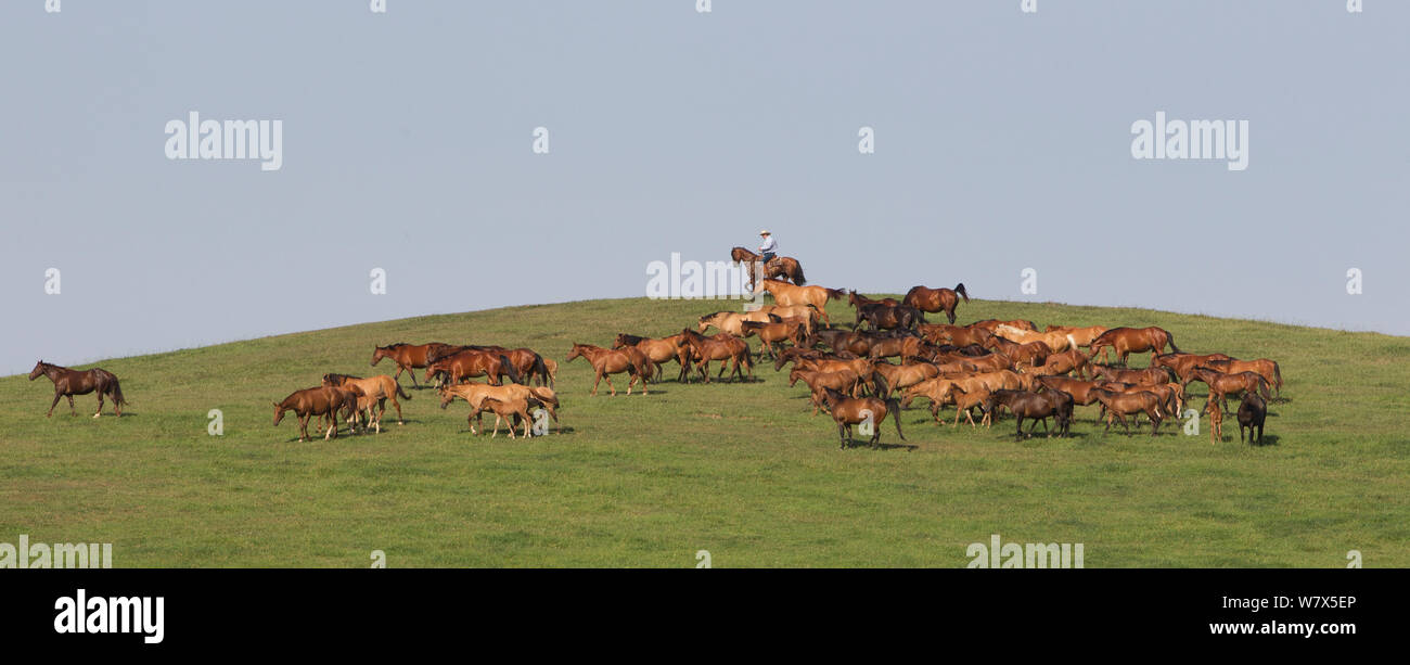 Herd of Quarter and Azteca horses with rancher, Nebraska, USA, June 2012. Stock Photo