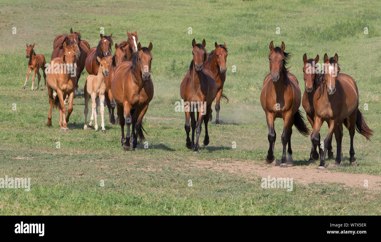 Azteca horses with foals running, Double Diamond Ranch, Nebraska, USA. Stock Photo
