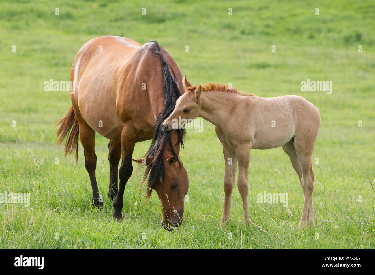 Azteca foal biting on mothers mane, Double Diamond Ranch, Nebraska, USA. Stock Photo