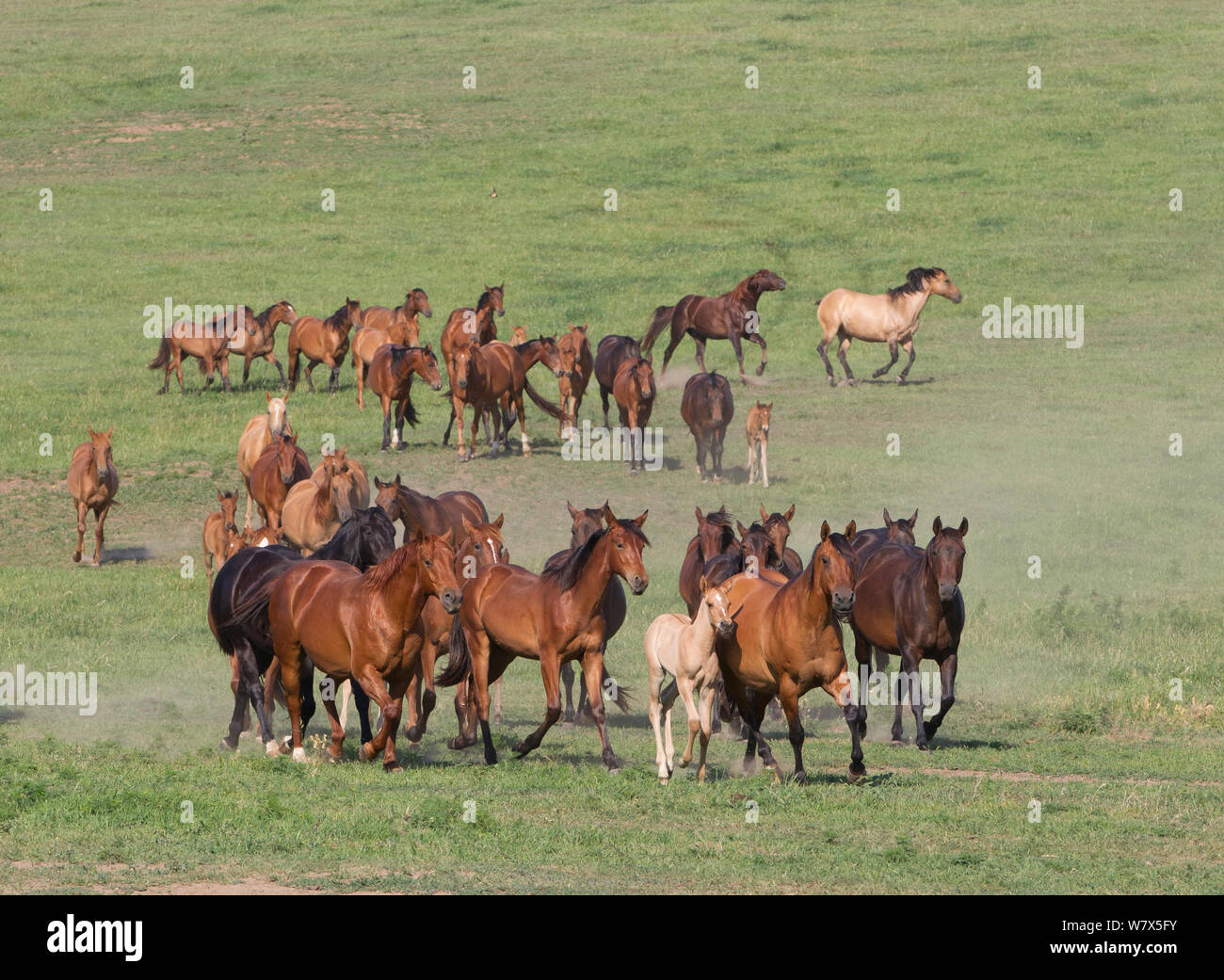 Herd of Quarter Horse mares and Azteca foals in herd at Blair, Nebraska, USA. Stock Photo