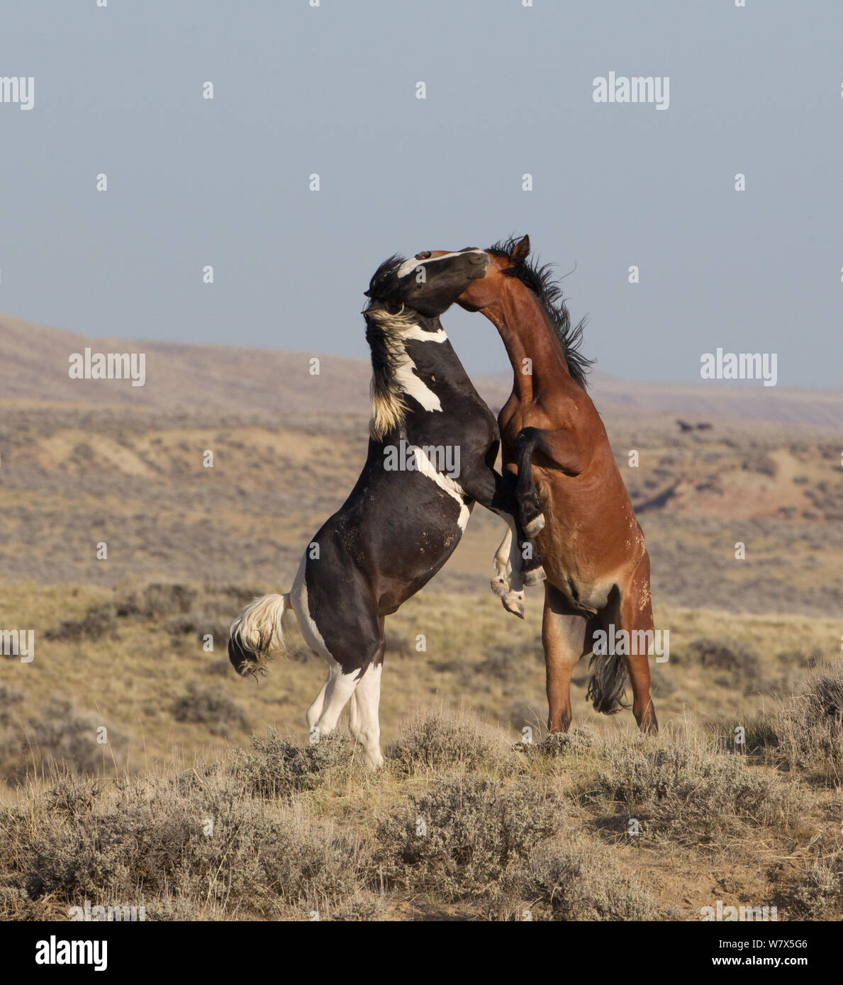 Horses play fighting hi-res stock photography and images - Alamy