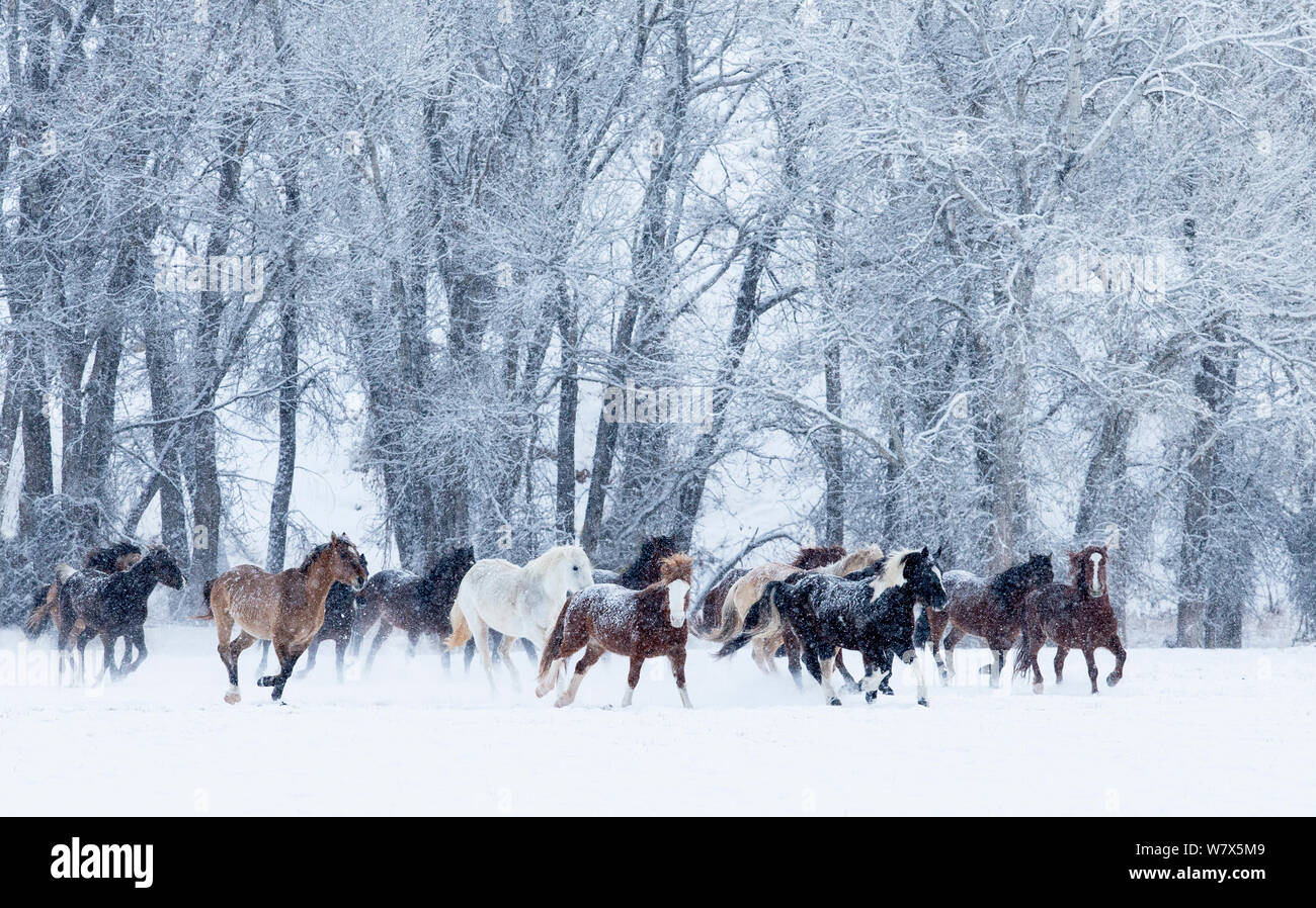 Quarter horses running hires stock photography and images Alamy