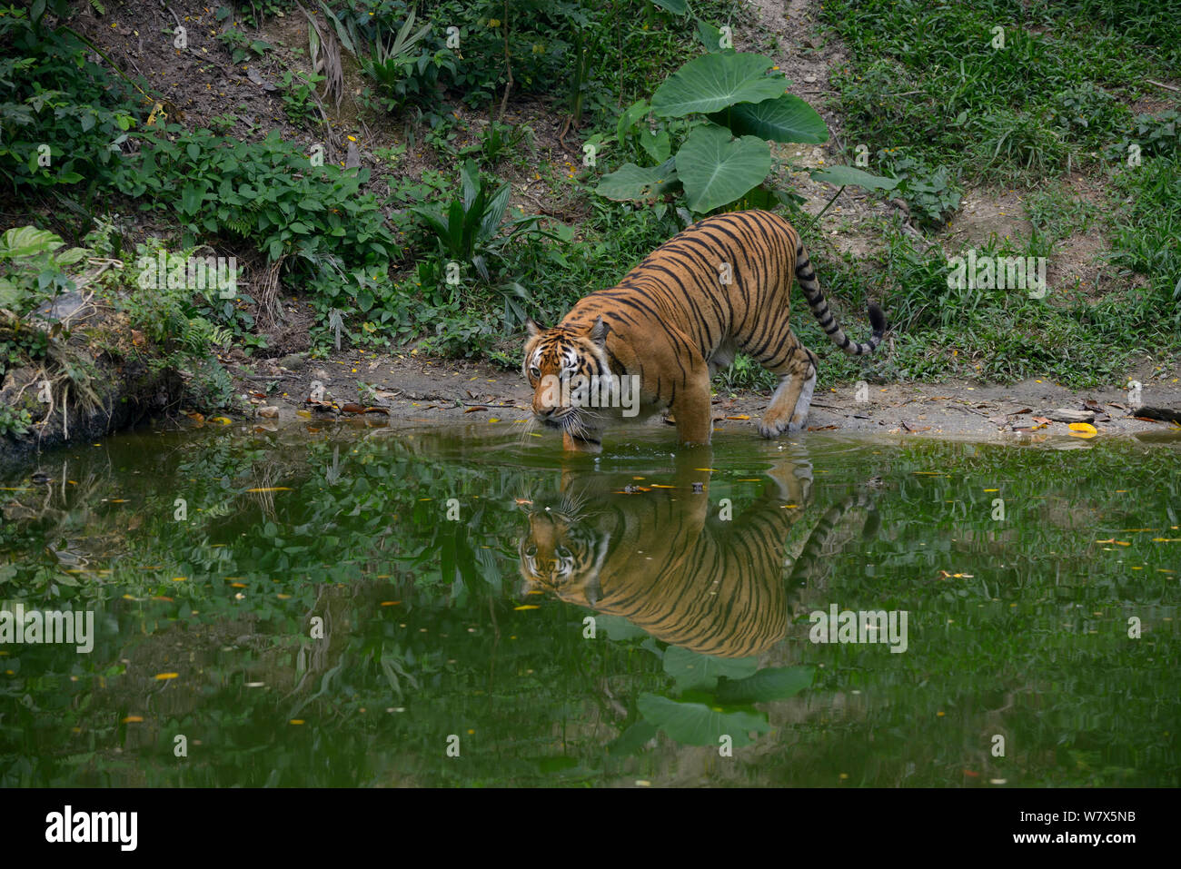 Malayan tiger (Panthera tigris jacksoni) entering water, Malaysia