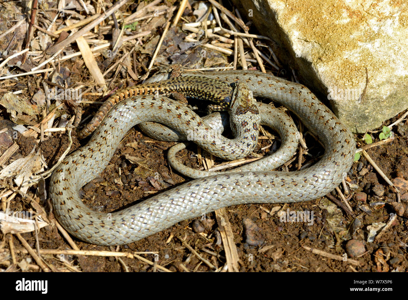 Smooth snake (Coronella austriaca) feeding on a wall lizard. West France, April. Stock Photo