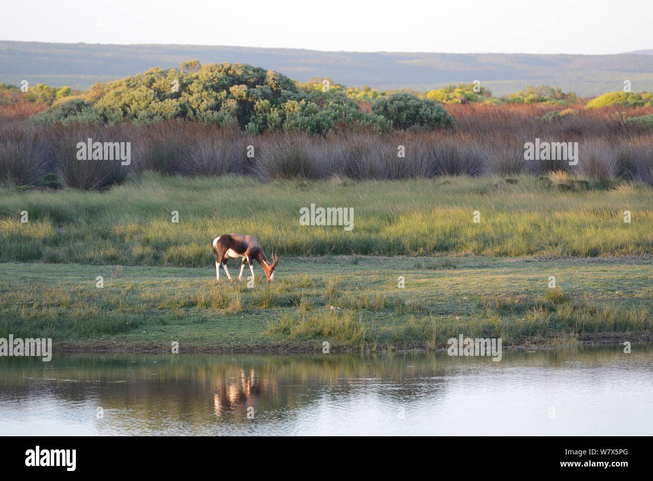 Bontebok (Damaliscus pygargus pygargus) female grazing in restio fynbos. De Hoop Nature Reserve, Western Cape, South Africa. Stock Photo