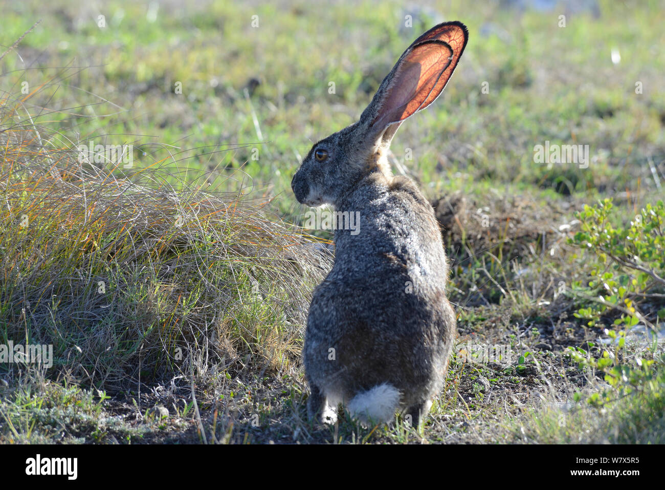 Cape hare (Lepus capensis) sitting in grassy fynbos. De Hoop Nature Reserve, Western Cape, South Africa. Stock Photo
