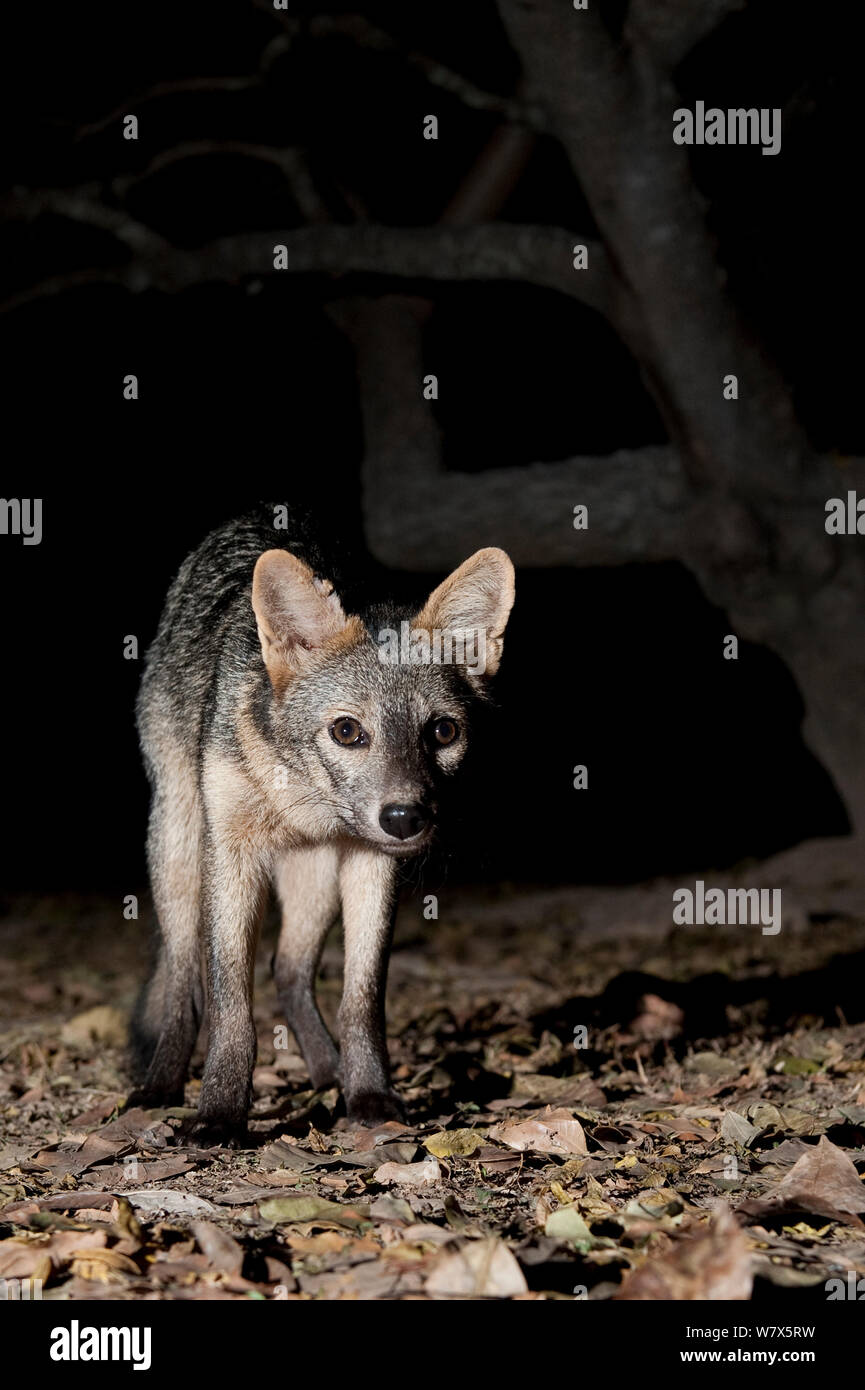 Crabeating Fox (Cerdocyon thous) foraging at night, Mato Grosso