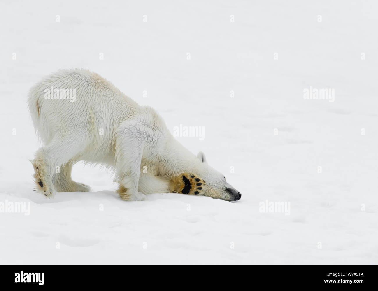 Polar Bear (Ursus maritimus) rolling in the snow to dry its coat, Svalbard, Norway. July. Stock Photo