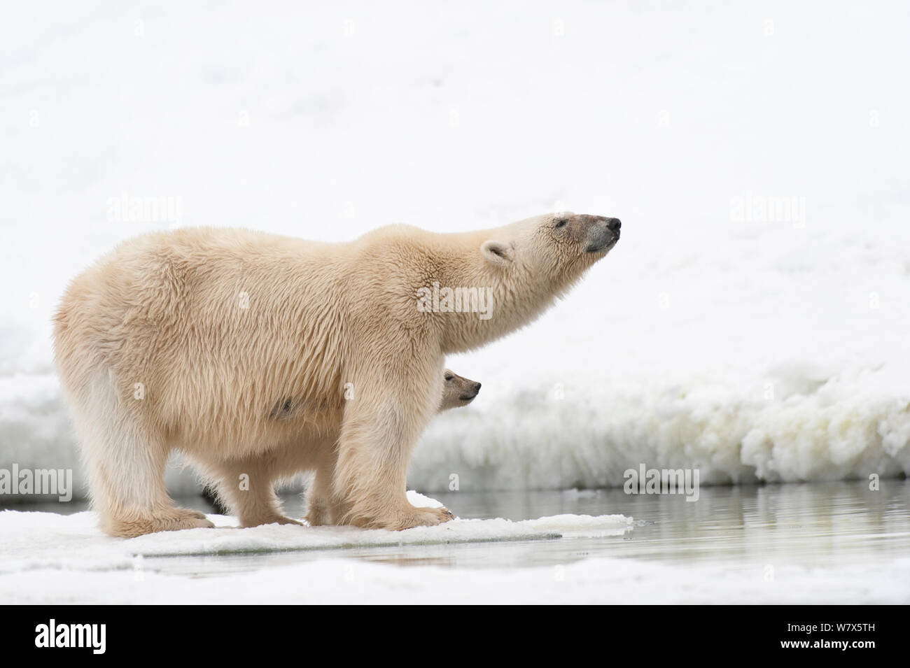 Polar Bear (Ursus maritimus)  mother and cub foraging along the shoreline, Svalbard, Norway.  July. Stock Photo