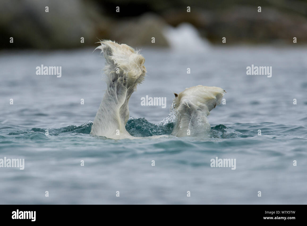 Polar Bear (Ursus maritimus) diving underwater to feed of a submerged whale carcass, Svalbard, Norway. July. Stock Photo