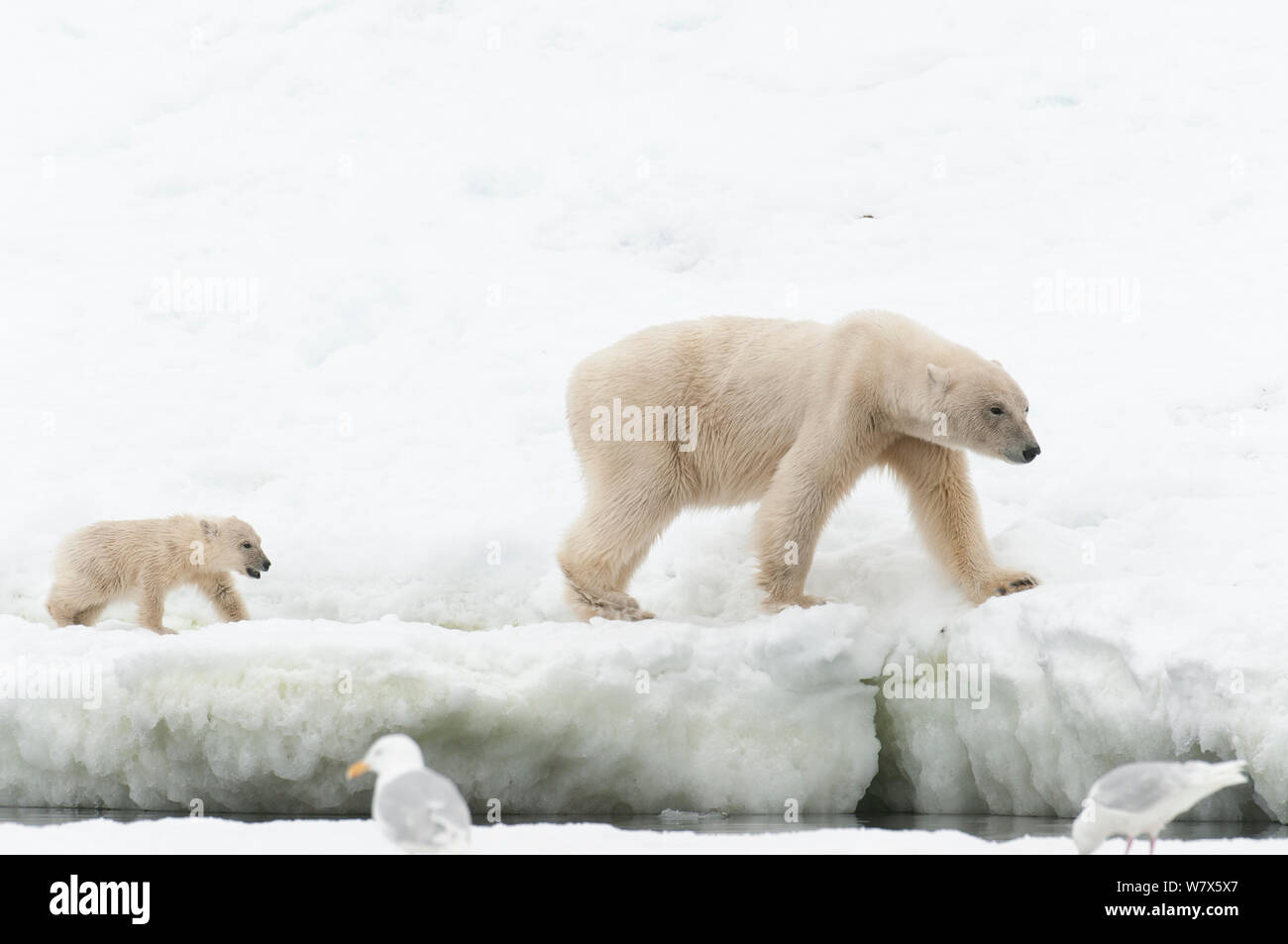 Polar Bear (Ursus maritimus)  mother and cub foraging on shoreline, Svalbard, Norway.  July. Stock Photo
