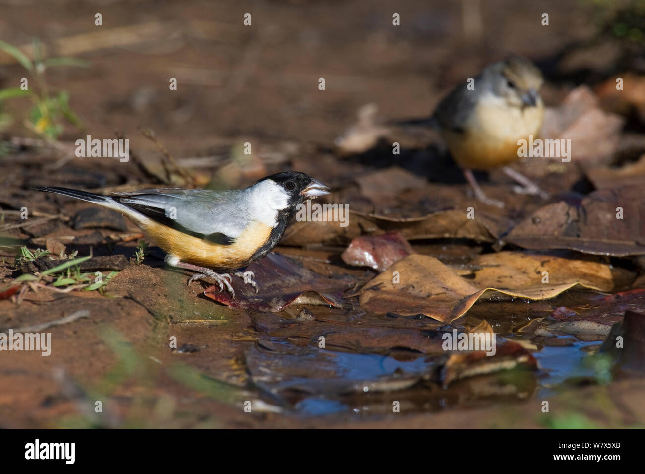 Coal-crested Finch (Charitospiza eucosma) drinking from a puddle on the forest floor, Piaui, Brazil.  August. Stock Photo