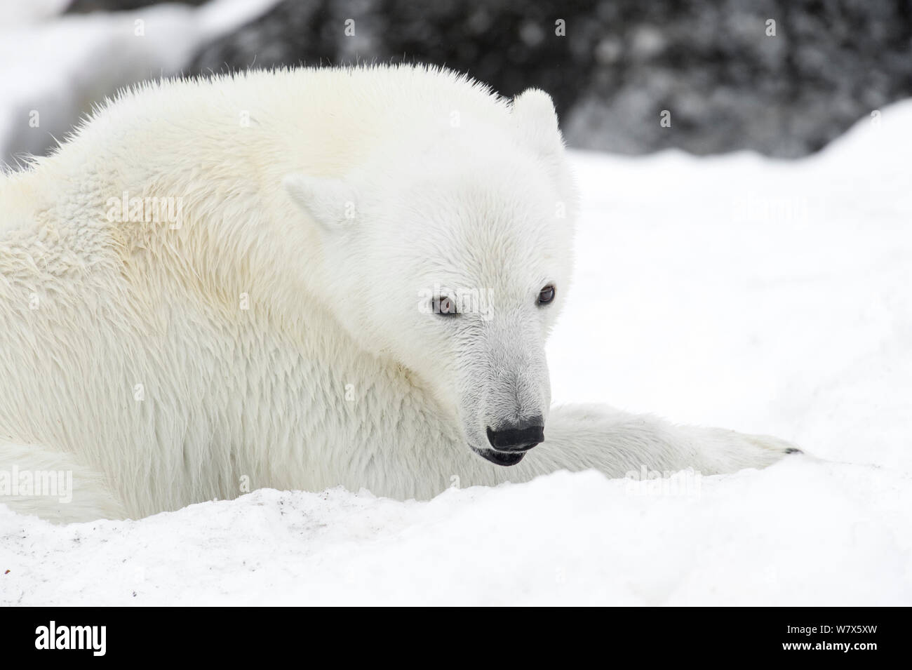Polar Bear (Ursus maritimus) resting on snow covered ground, Svalbard, Norway.  July. Stock Photo