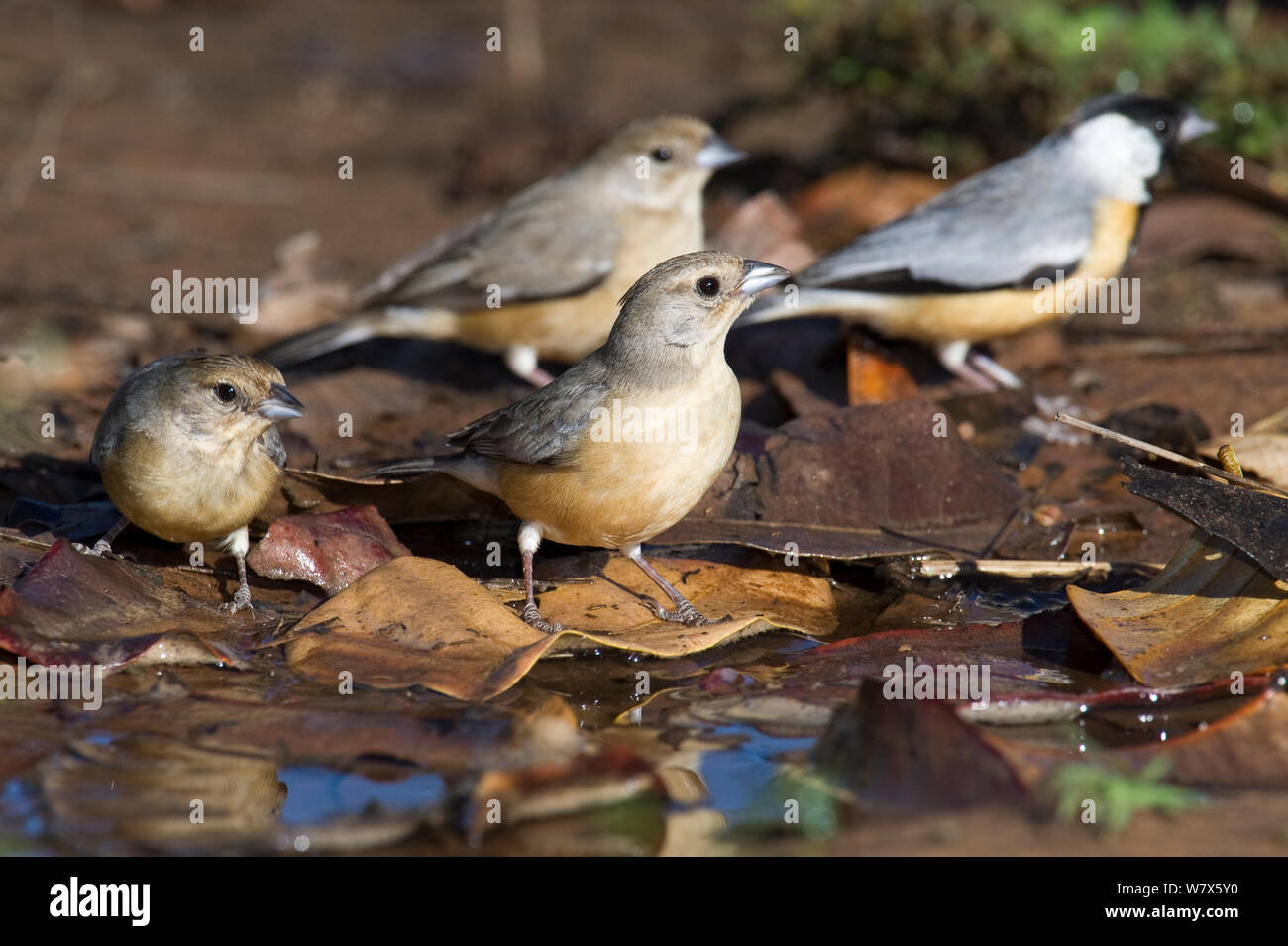 Coal-crested Finch (Charitospiza eucosma) drinking from a puddle on the forest floor, Piaui, Brazil.  August. Stock Photo