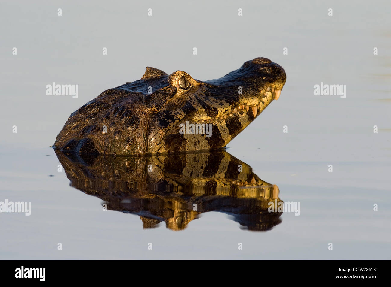 Spectacled caiman (Caiman crocodilus) reflected in water's surface, Mato Grosso, Pantanal, Brazil.  August. Stock Photo