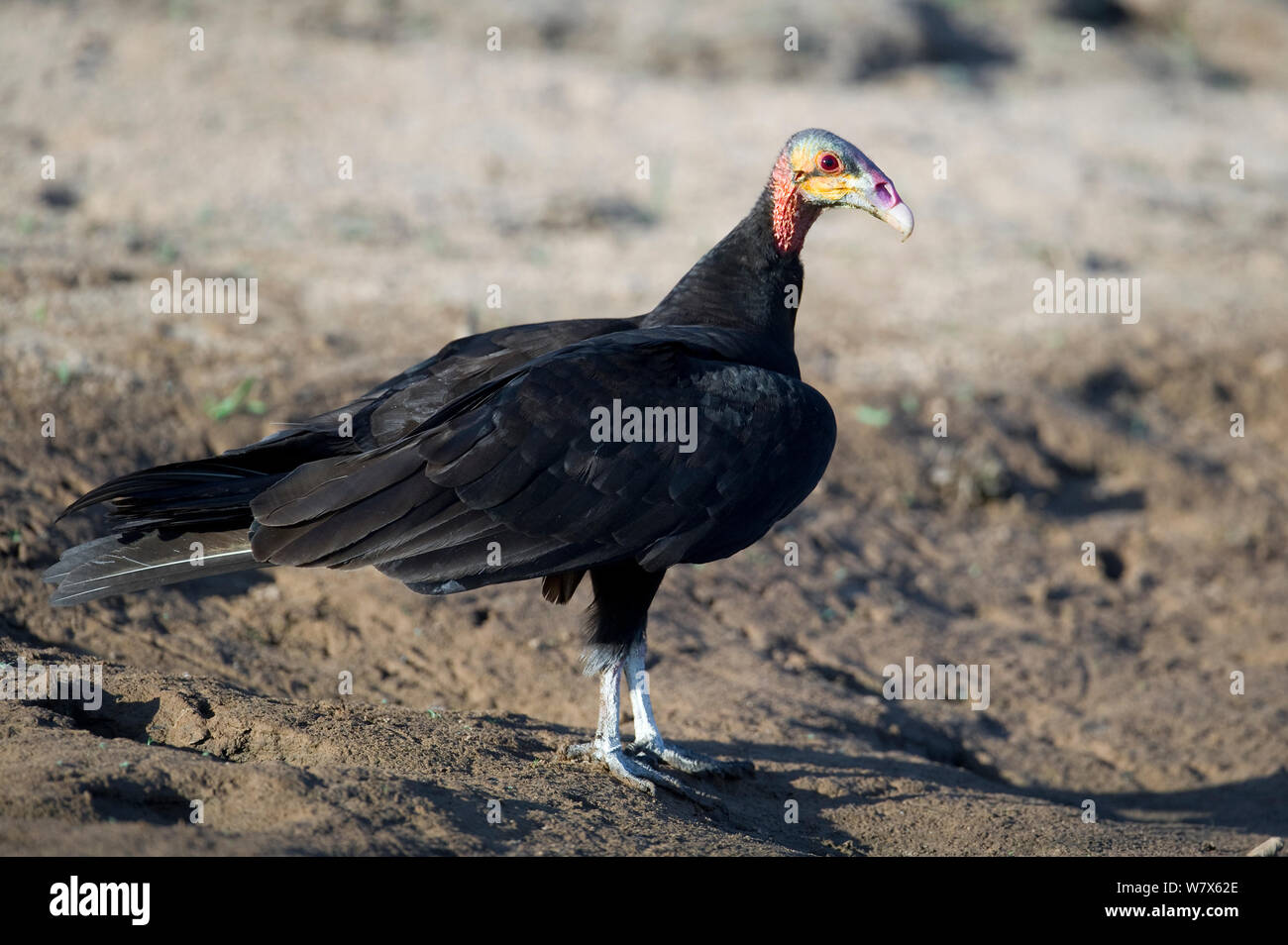 Lesser Yellow-headed Vulture (Cathartes burrovianus) perched on a river bank, Mato Grosso, Pantanal, Brazil. August. Stock Photo