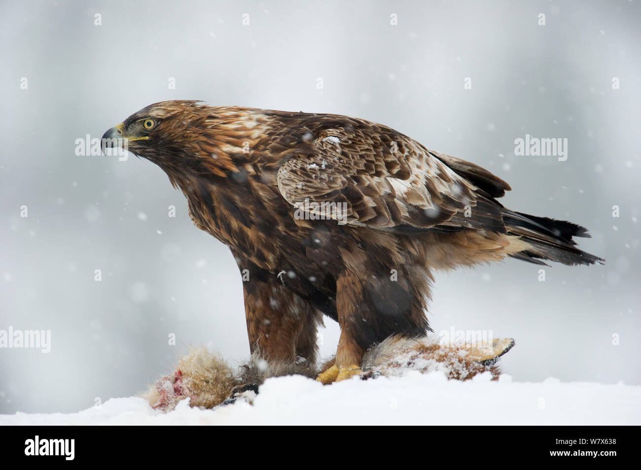 Golden Eagle Aquila Chrysaetos Feeding On A Fox On Snow