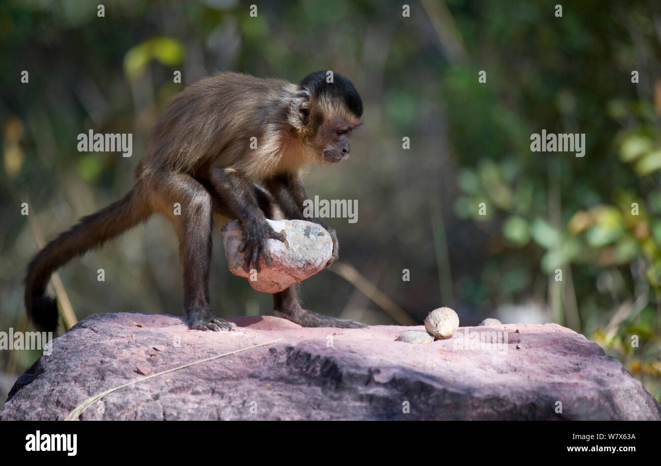 Black-striped capuchin (Sapajus libidinosus) using rock as a tool to break open palm nut, Parnaiba Headwaters National Park, Piaui, Brazil.  July. Stock Photo