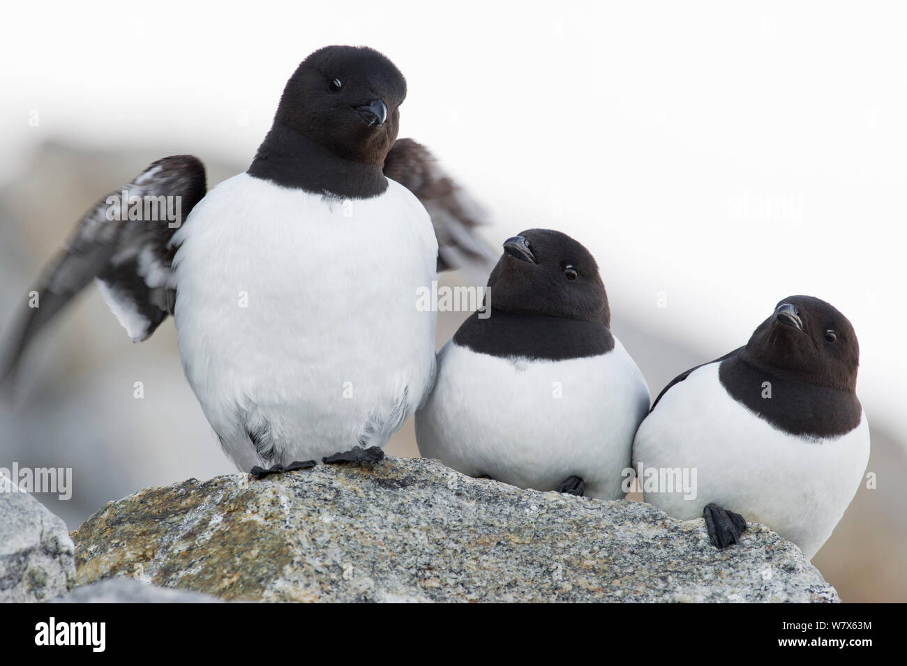 Little Auk (Alle alle) roosting on Fuglesongen island, Svalbard, Norway.  July. Stock Photo
