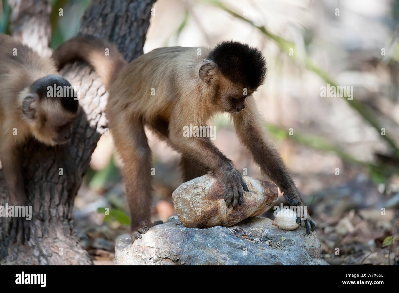 Black-striped capuchin (Sapajus libidinosus) using rock as a tool to break open palm nut Parnaiba Headwaters National Park, Piaui, Brazil.  August. Stock Photo
