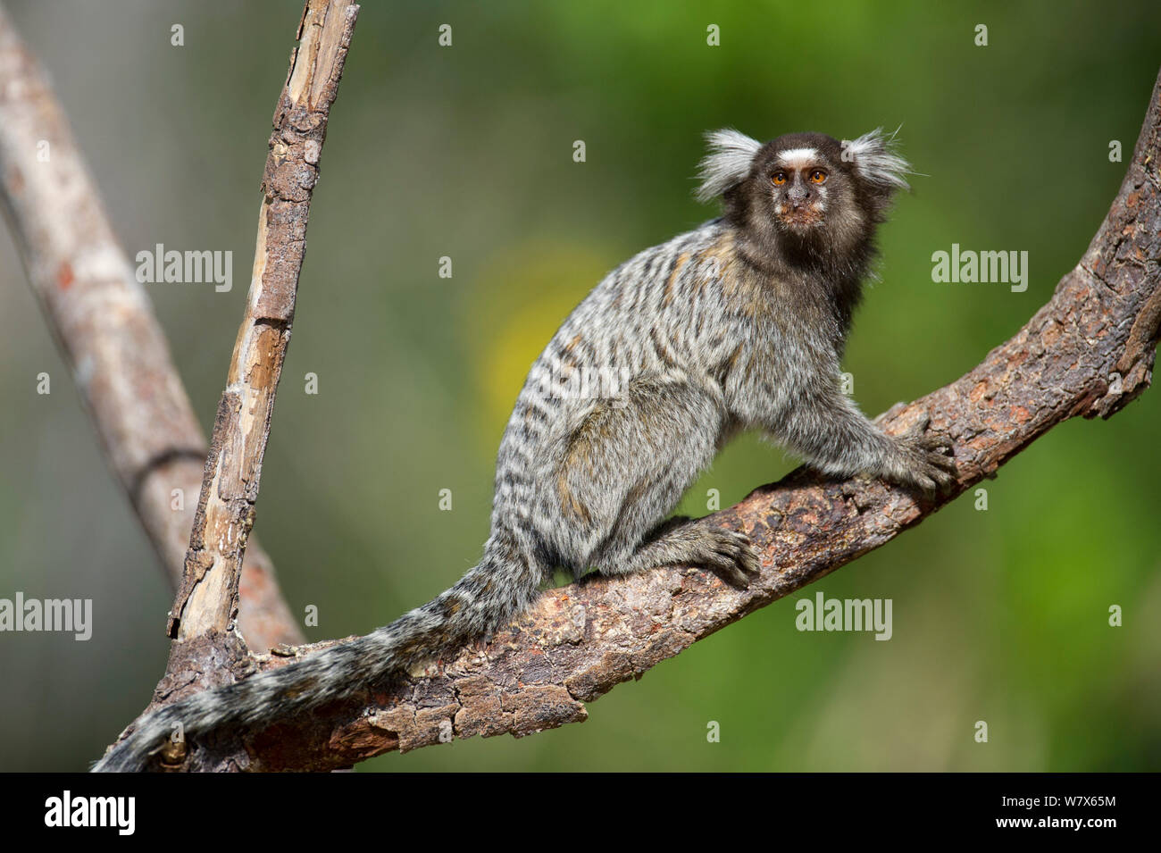 Calithrix Size Common Marmoset (Calithrix jacchus) Piaui, Brazil, Hanging, sitting on ...