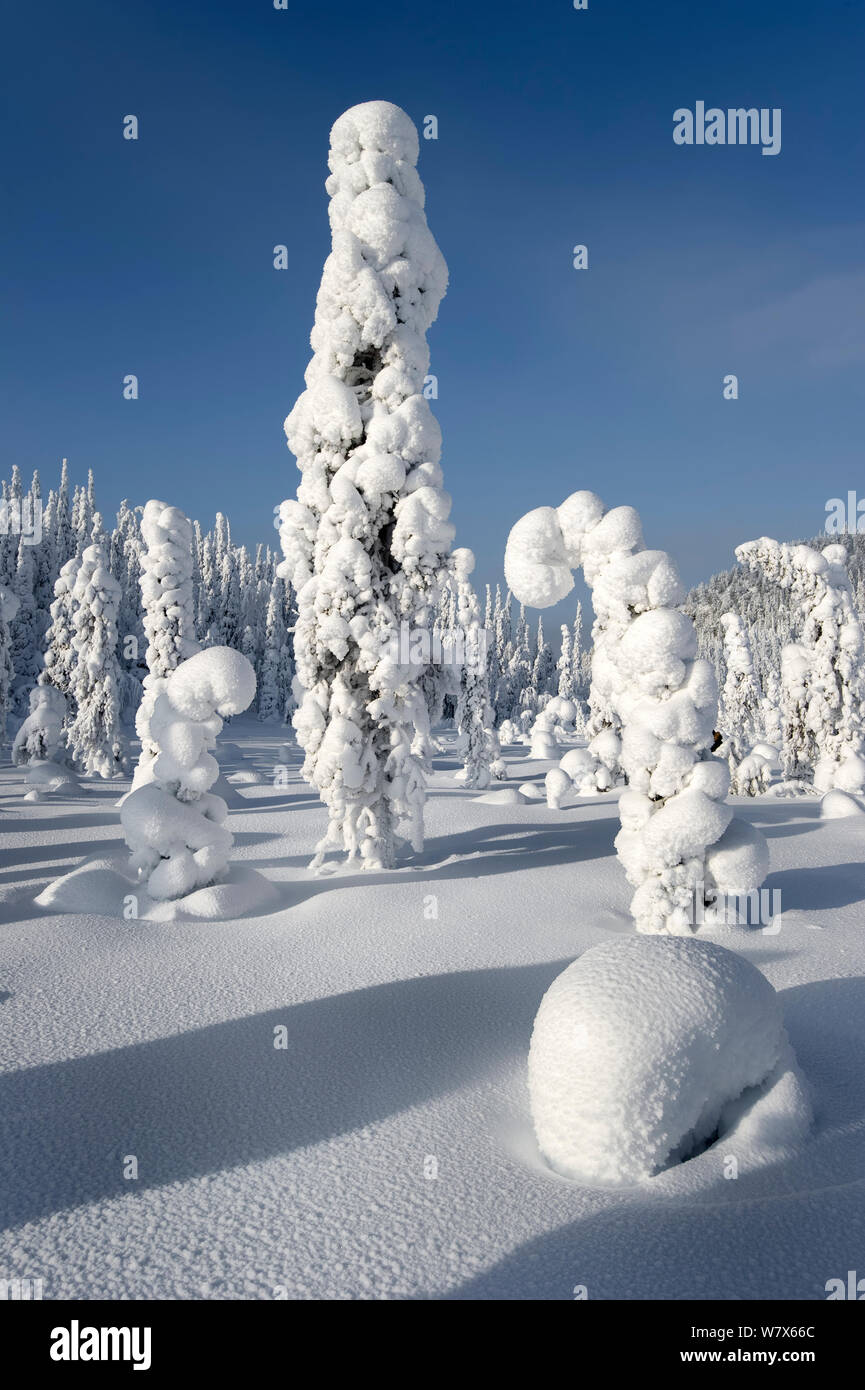 Bending under the weight of the snow hi-res stock photography and ...