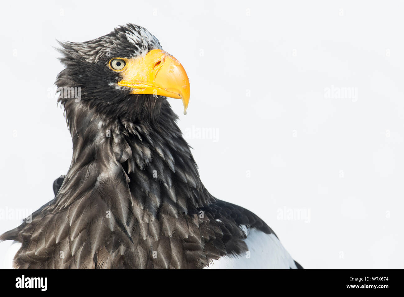 Steller's Sea Eagle (Haliaeetus pelagicus) portrait, Hokkaido, Japan.  February. Stock Photo