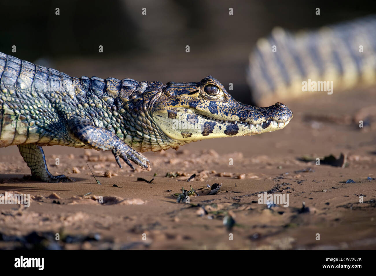 Spectacled caiman (Caiman crocodilus) walking on river bank, Mato Grosso, Pantanal, Brazil.  July. Stock Photo