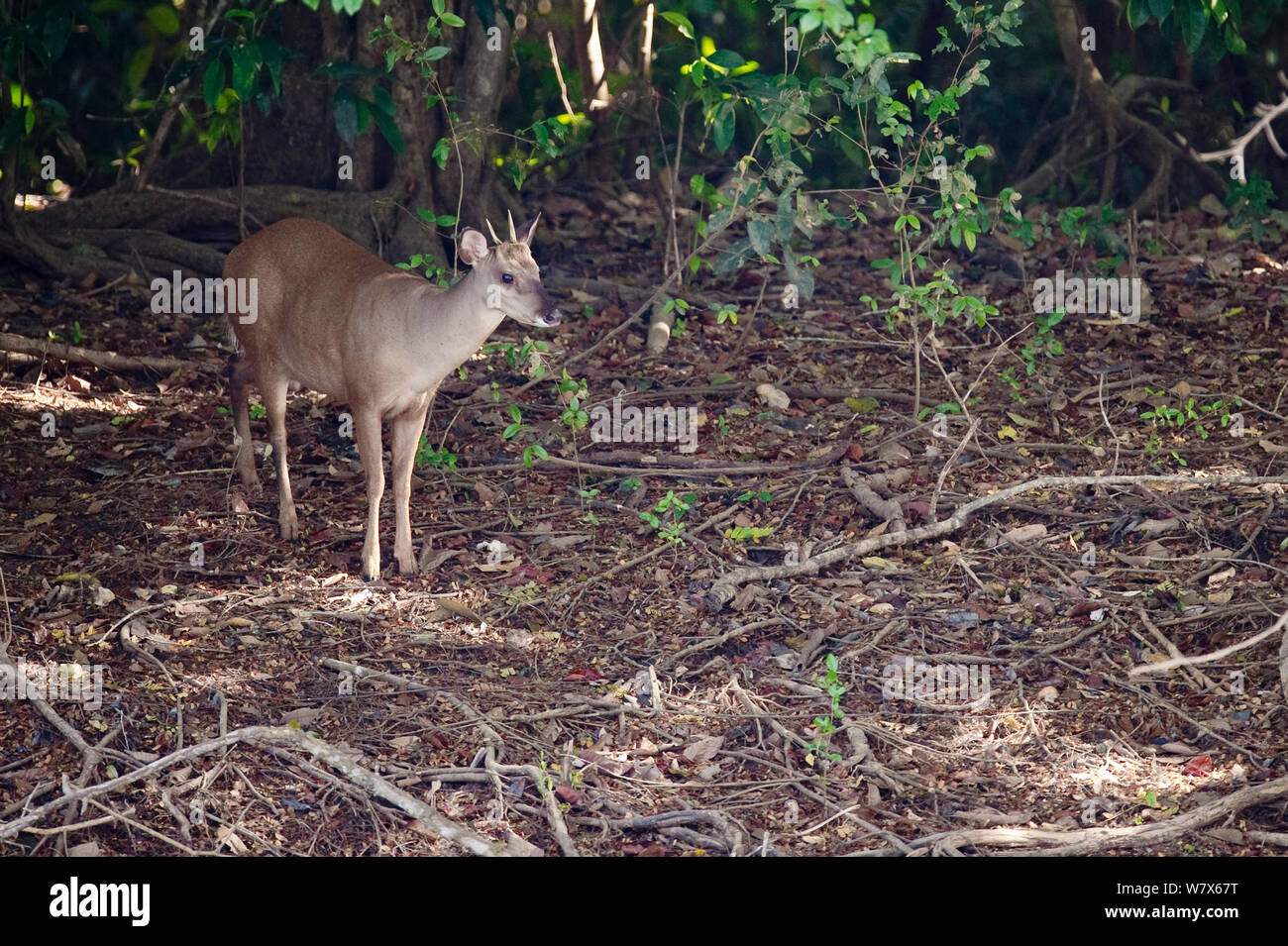 Red Brocket Deer (Mazama americana) in forest, Brazil Stock Photo Alamy