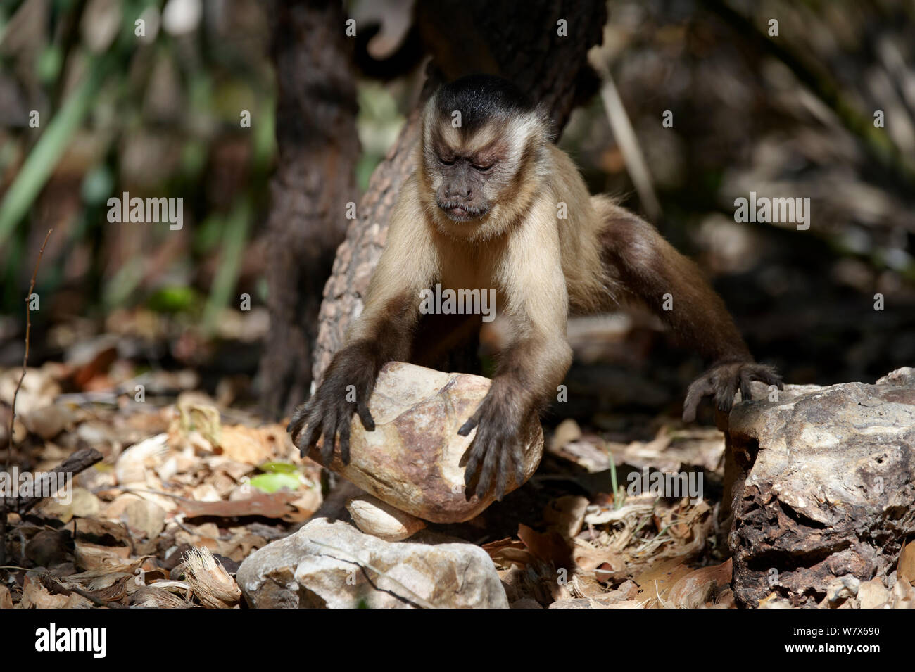 Black-striped capuchin (Sapajus libidinosus) using rock as a tool to break open palm nut, Parnaiba Headwaters National Park, Piaui, Brazil.  August. Stock Photo