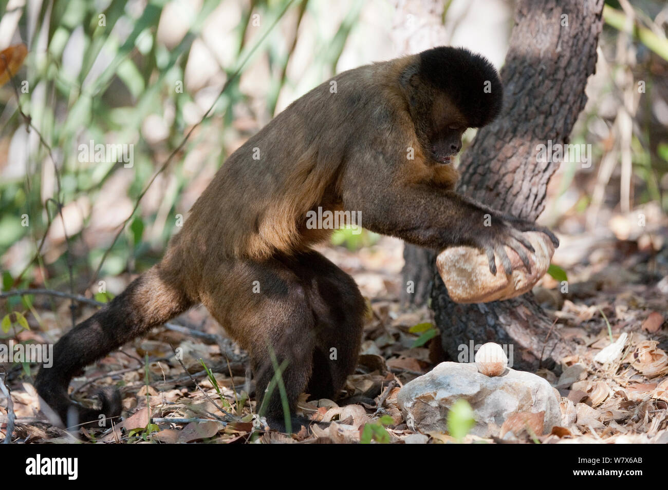 Black-striped capuchin (Sapajus libidinosus) using rock as a tool to break open palm nut, Parnaiba Headwaters National Park, Piaui, Brazil. August. Stock Photo