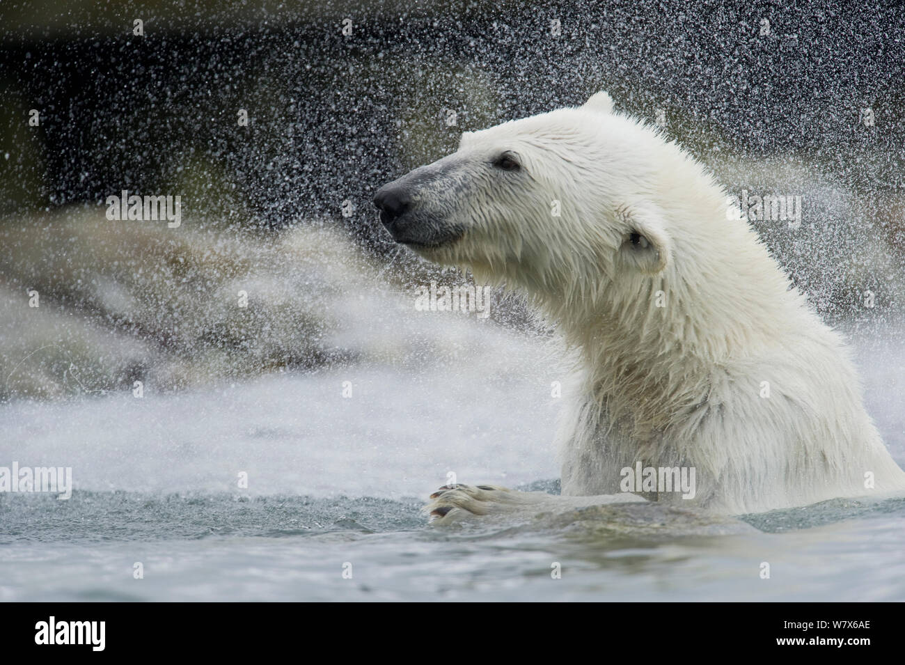 Polar Bear (Ursus maritimus) shaking water from its fur, Svalbard, Norway.  July. Stock Photo