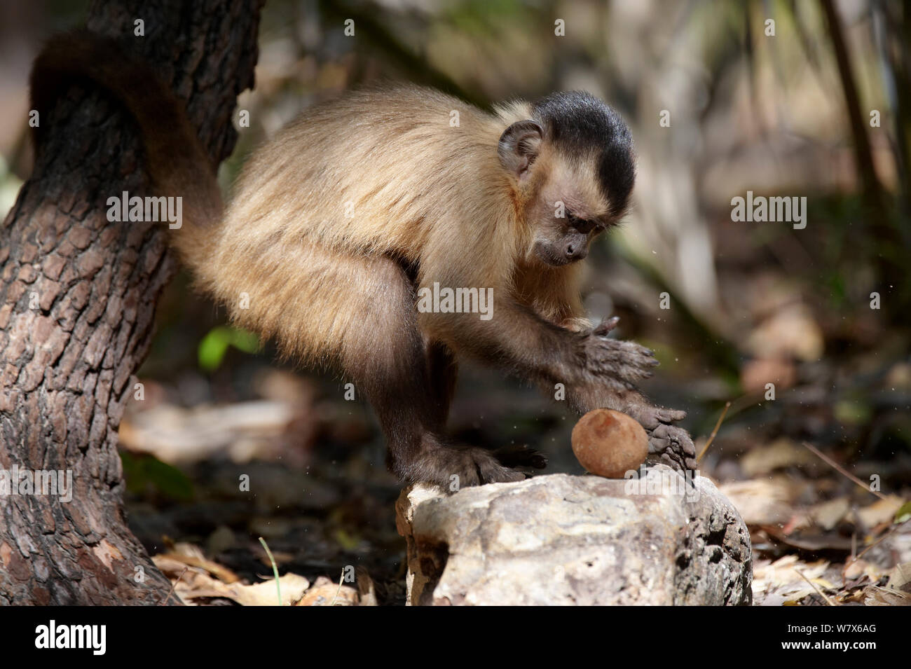 Black-striped capuchin (Sapajus libidinosus) using rock as a tool to break open palm nut, Parnaiba Headwaters National Park, Piaui, Brazil.  August. Stock Photo