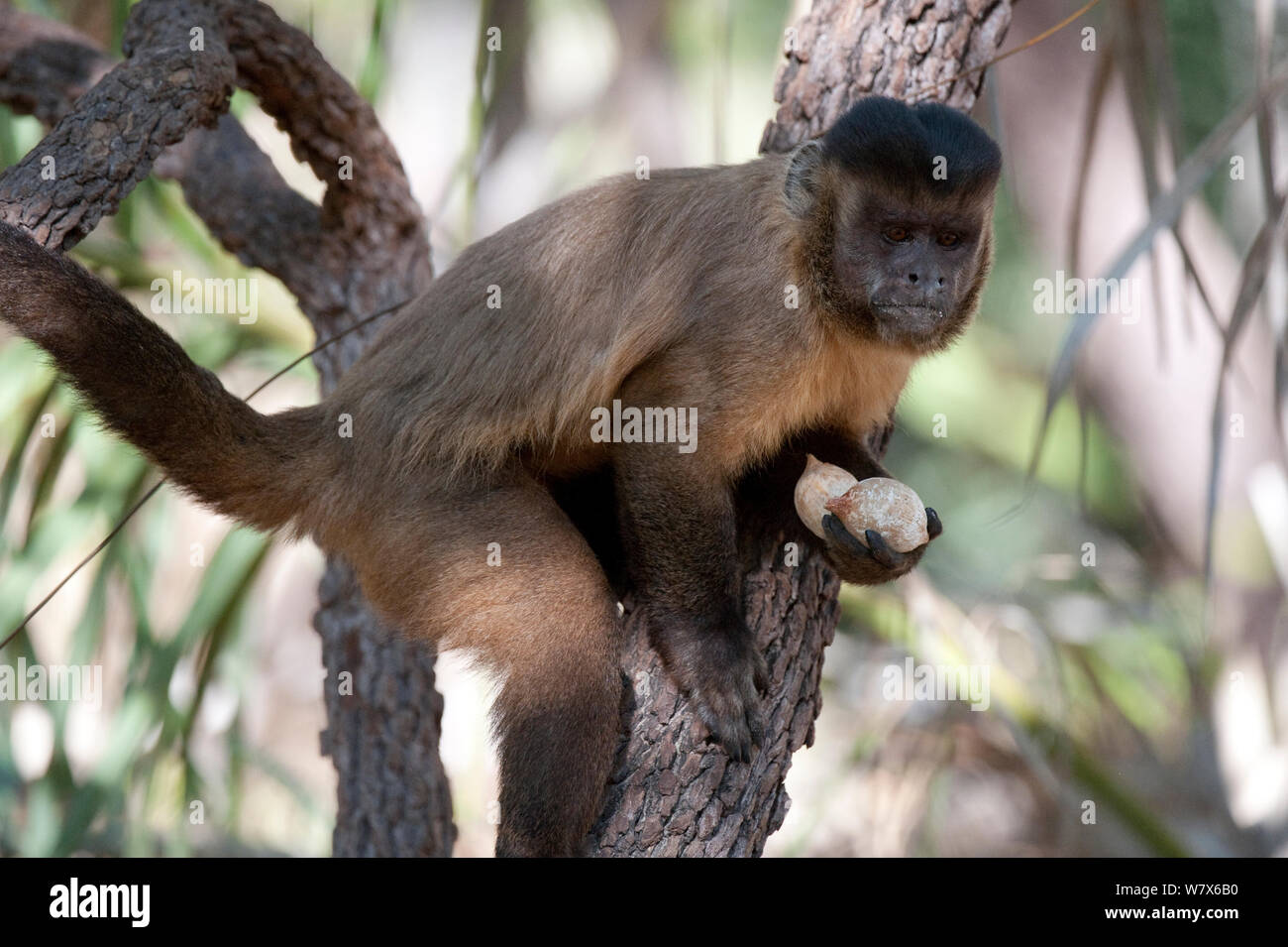 Black-striped capuchin (Sapajus libidinosus)  collecting Palm nuts, Parnaiba Headwaters National Park, Piaui, Brazil.  August. Stock Photo