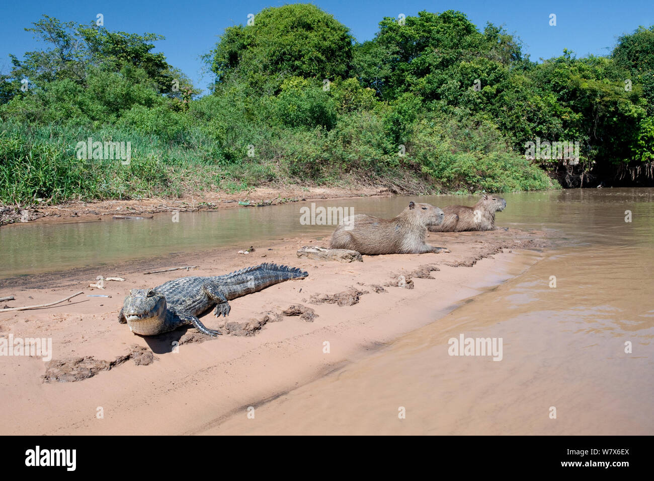 Spectacled caiman (Caiman crocodilus) basking on river bank, with two Capybara (Hydrochoerus hydrochaeris), Mato Grosso, Pantanal, Brazil.  July. Stock Photo