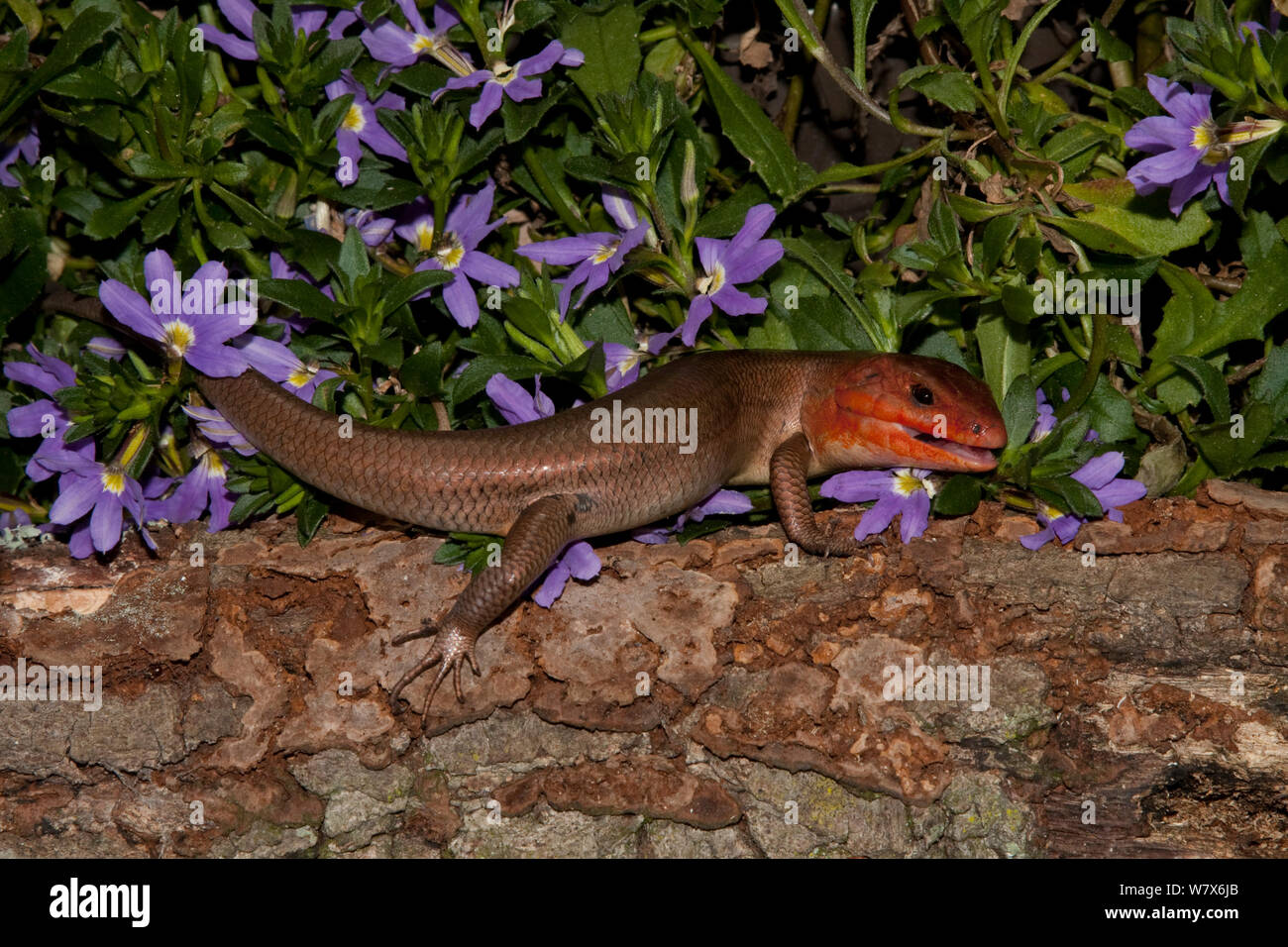 Broadhead skink (Eumeces laticeps), male. Florida, USA, April. Stock Photo