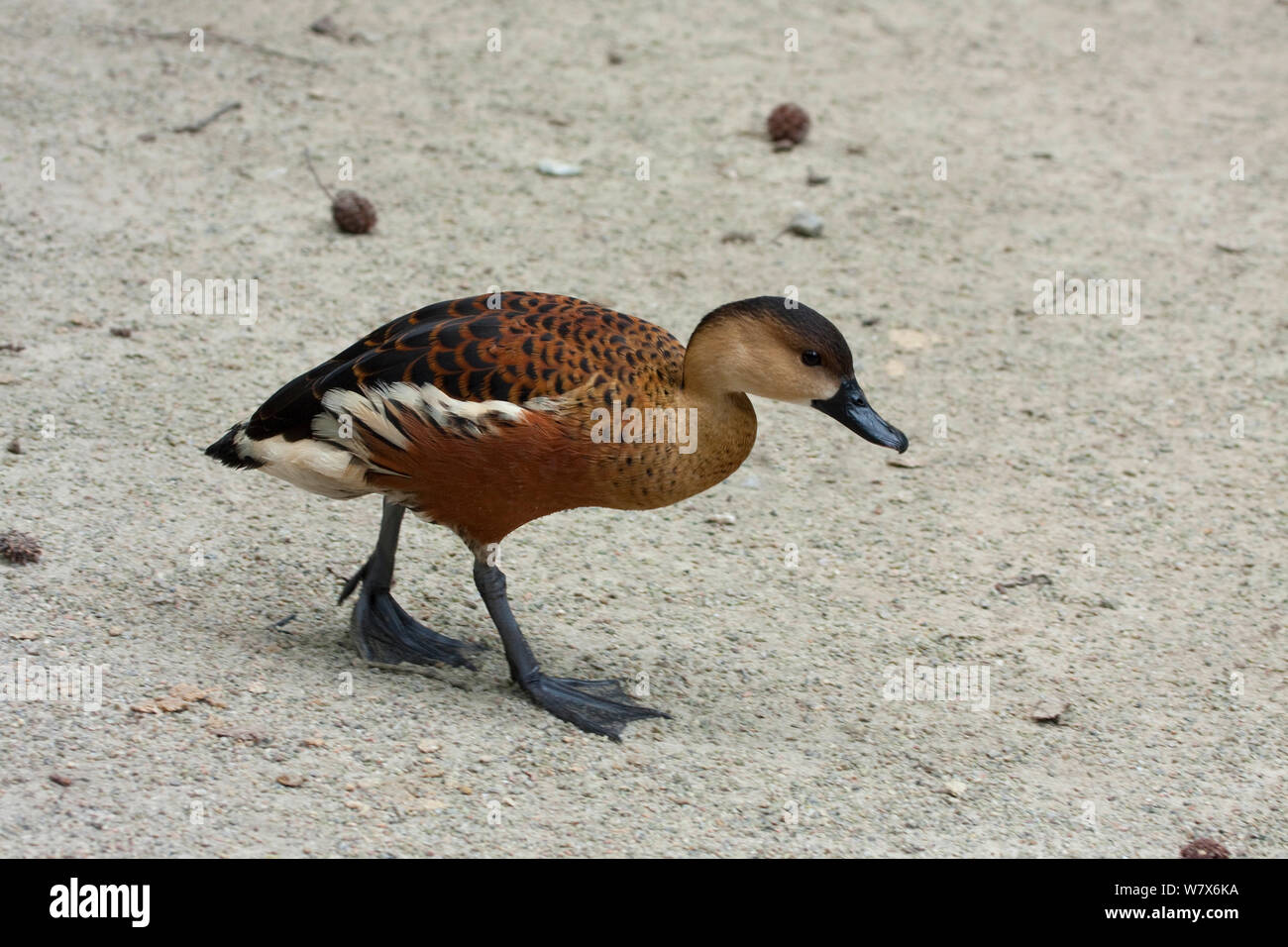 Wandering whistling duck (Dendrocygna arcuata) Captive. Occurs in Australia, Indonesia, Papua New Guinea, Philippines and Timor-leste. Stock Photo