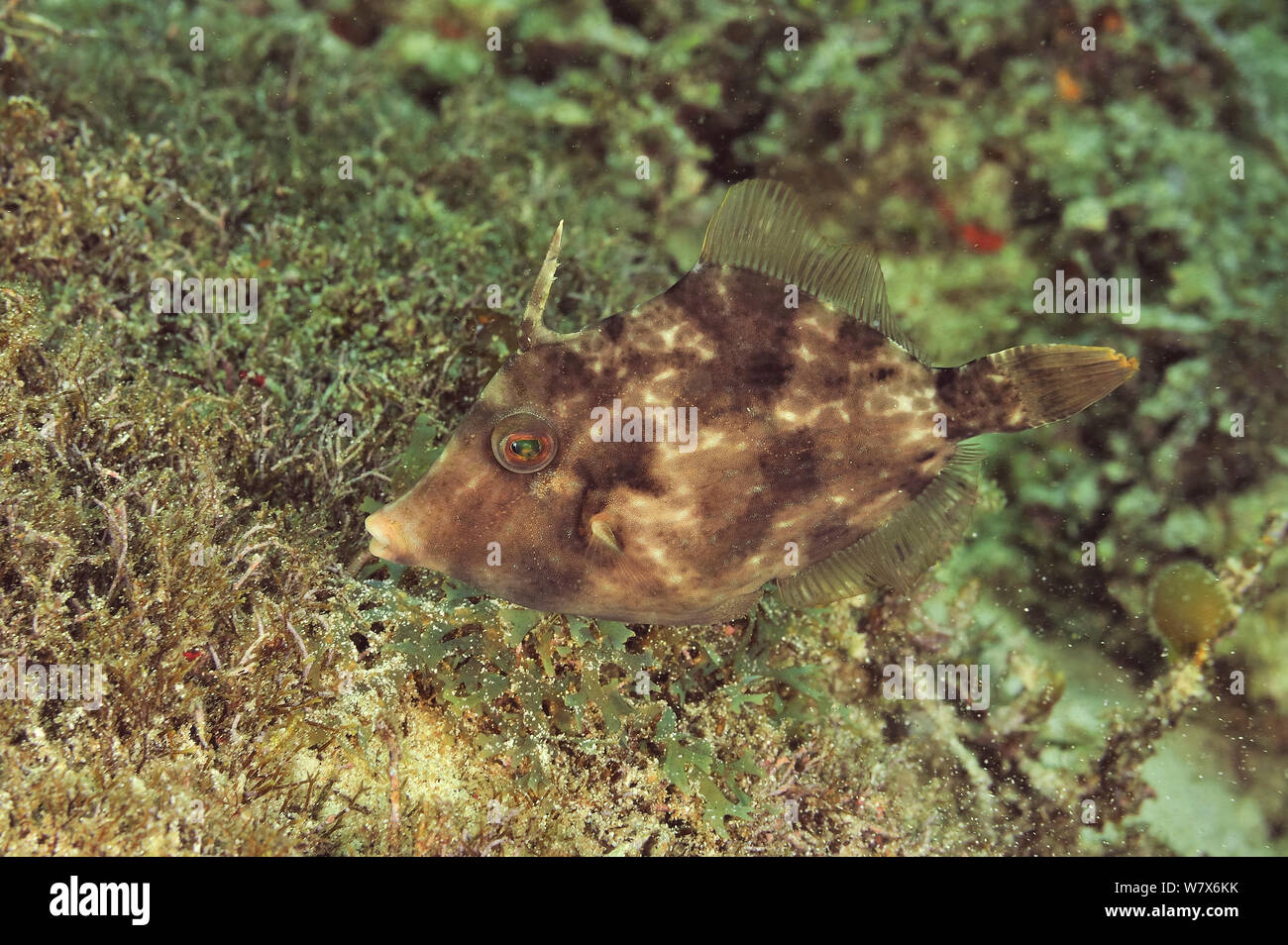 Fiilefish (Paramonacanthus) possibly Wedgetail filefish (Paramonacanthus frenatus), coast of Dhofar and Hallaniyat islands, Oman. Arabian Sea. Stock Photo