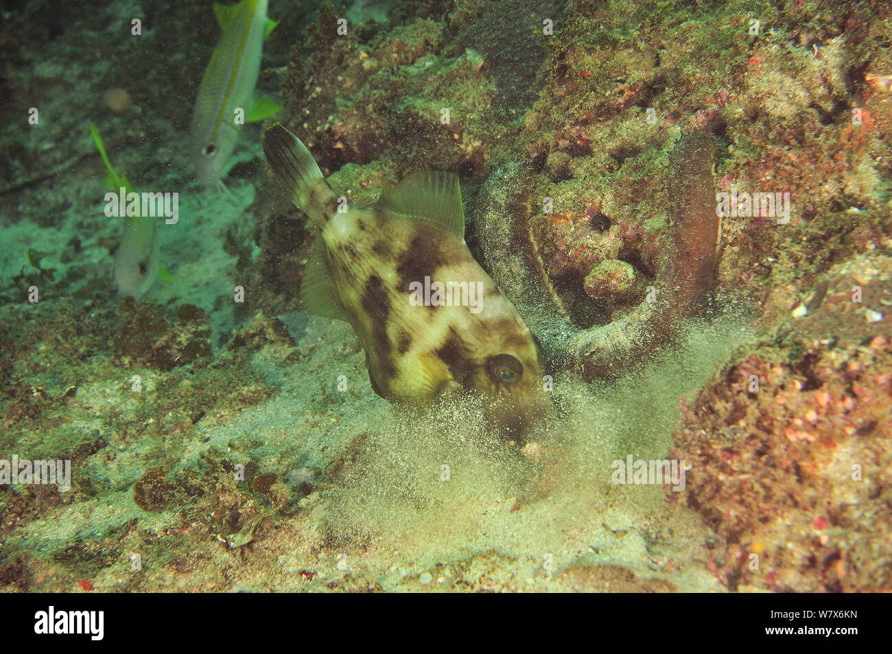 Fiilefish (Paramonacanthus) possibly Wedgetail filefish (Paramonacanthus frenatus) digging for prey, coast of Dhofar and Hallaniyat islands, Oman. Arabian Sea. Stock Photo