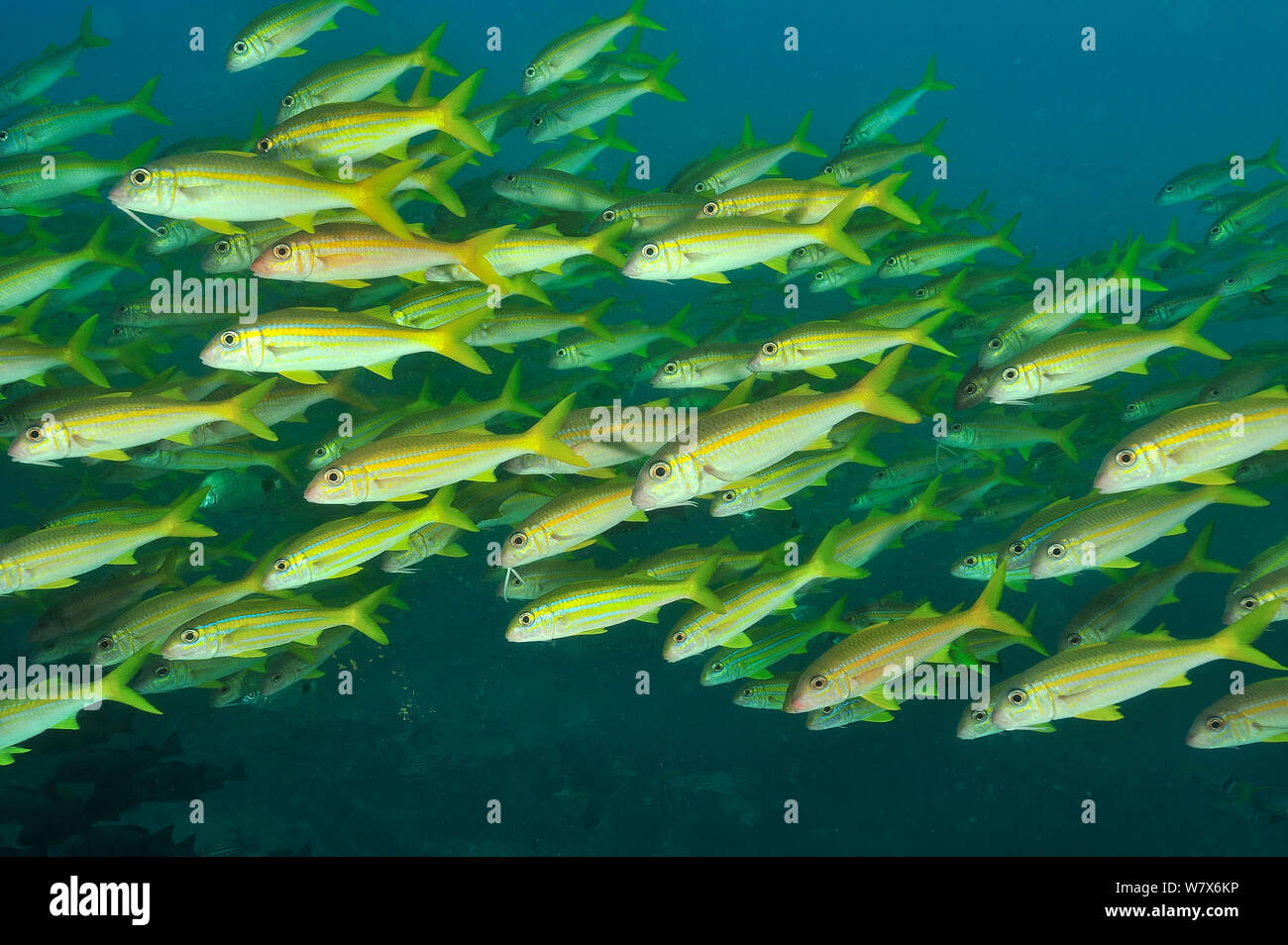 School of Yellowfin goatfish (Mulloidichthys vanicolensis), coast of Dhofar and Hallaniyat islands, Oman. Arabian Sea. Stock Photo