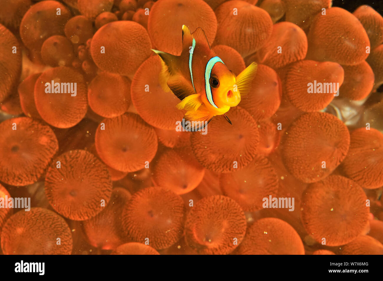 Oman anemonefish / clownfish (Amphiprion omanensis) in a a Bulb-tentacle sea anemone (Entacmaea quadricolor), coast of Dhofar and Hallaniyat islands, Oman. Arabian Sea. Stock Photo